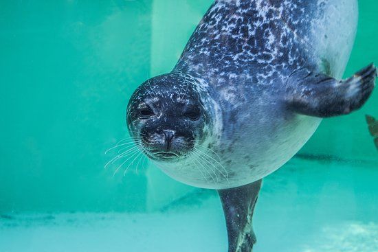 Zee Aquarium Bergen aan Zee